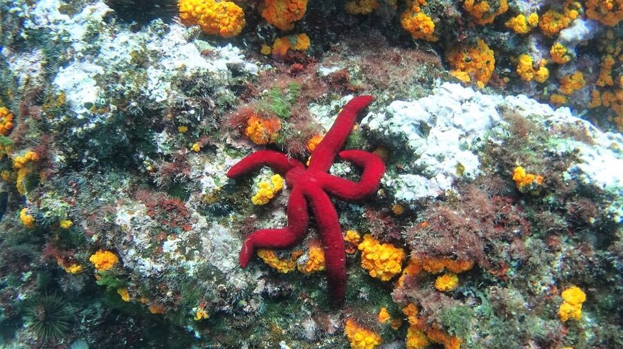 La Herradura: Cerro Gordo Natural Park Kayak & Snorkel Tour - Snorkeling in Cerro Gordo Water: What You Can Actually Expect to See
