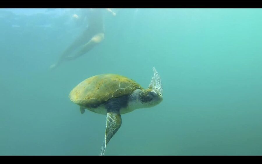 La Jolla: 2.5-Hour Kayak and Snorkel Tour - Key highlights to know before you go