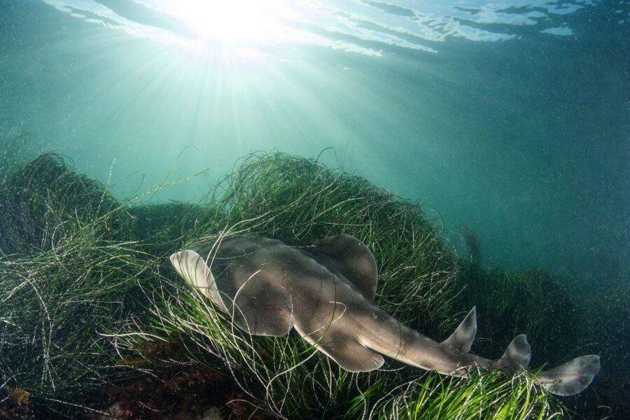La Jolla: 2.5-Hour Kayak and Snorkel Tour - Gear setup and the small things that make snorkeling easier