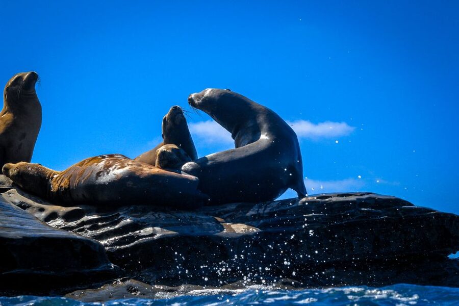 La Jolla: 2-Hour Kayak Tour of the 7 Caves - Price and Value: $80 Per Group (Up to 2 People)