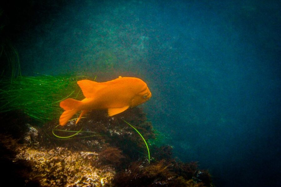 La Jolla: 2-Hour Kayak Tour of the 7 Caves - Best Fit: Swimmers 5+ With a Sense of Adventure