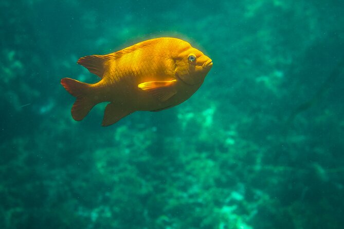 La Jolla Kayak and Snorkel Tour - Kayaking Out: From La Jolla Shores to the Sea Cave Area