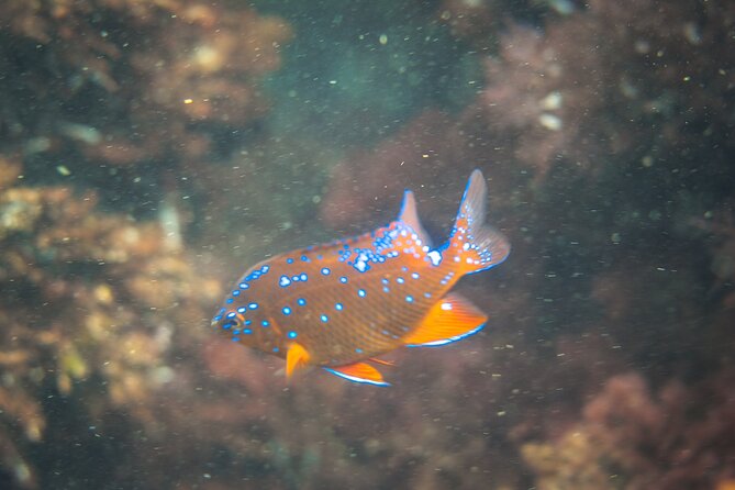 La Jolla Kayak and Snorkel Tour - Marine Life Bingo: How to Improve Your Chances
