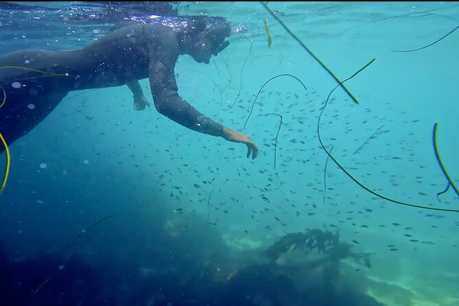 La Jolla Kayak and Snorkel Tour - Price and What You Really Get for $114 (Up to 2)