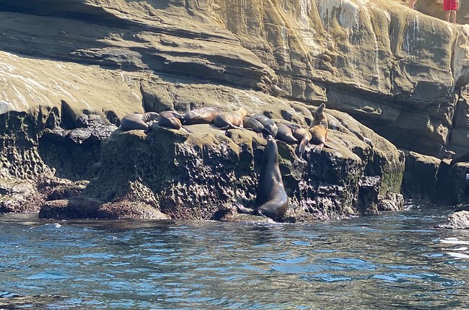 La Jolla Sea Caves Kayak Tour (Single Kayak) - The sea caves question: when you get in, and when you don’t