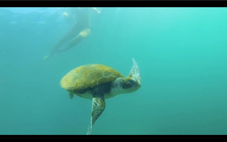 La Jolla: Sunset Kayak Tour of the 7 Caves - Where you paddle: Rocky reefs, sandy flats, and kelp beds