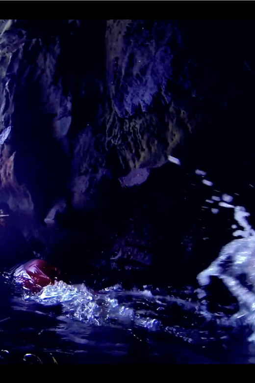 La Jolla: Sunset Kayak Tour of the 7 Caves - Wildlife you might see: sea lions, sharks, and more