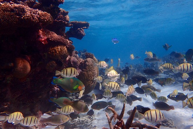 Lagoon Explorer - Ningaloo Reef Full-Day Kayaking and Snorkeling Adventure - What you get included (and what you should bring)