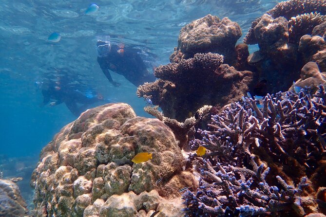Lagoon Explorer - Ningaloo Reef Full-Day Kayaking and Snorkeling Adventure - Price and value: is $200.83 worth it?