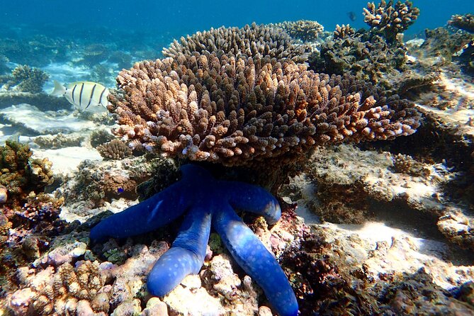 Lagoon Explorer - Ningaloo Reef Full-Day Kayaking and Snorkeling Adventure - Things to consider before you book
