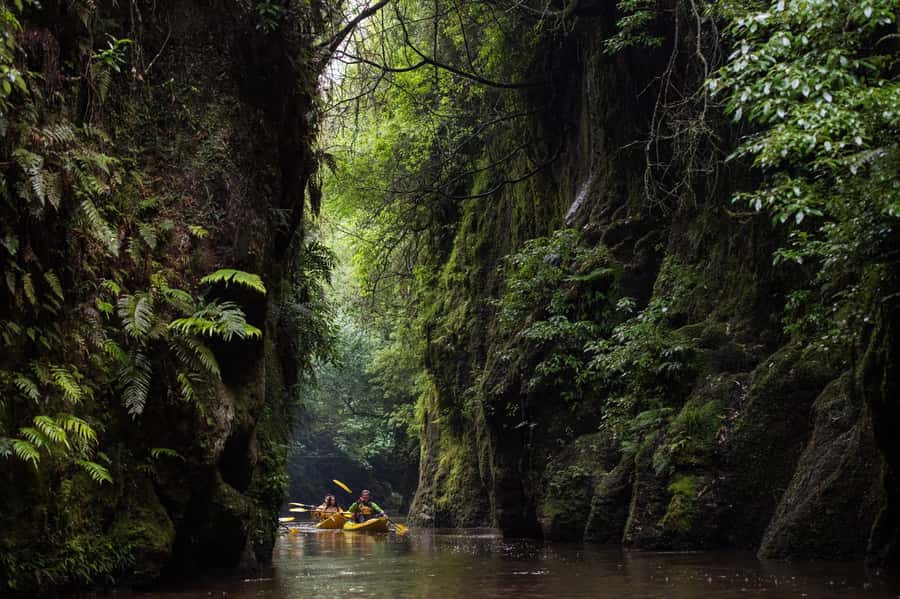Lake Karapiro: Evening Kayak Glowworm Tour - Key Things That Make This Glowworm Kayak Tour Worth Your Time