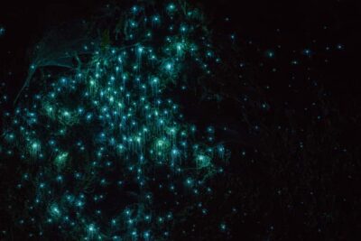 Lake Karapiro: Evening Kayak Glowworm Tour - Late Afternoon to Evening: How the 210 Minutes Typically Plays Out