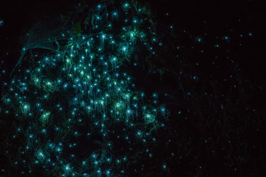 Lake Karapiro: Evening Kayak Glowworm Tour - Late Afternoon to Evening: How the 210 Minutes Typically Plays Out