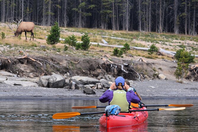 Lake Yellowstone Half Day Kayak Tours Past Geothermal Features - Guides Who Make Geology Stick: Stories, Safety, and Real Wildlife Scanning