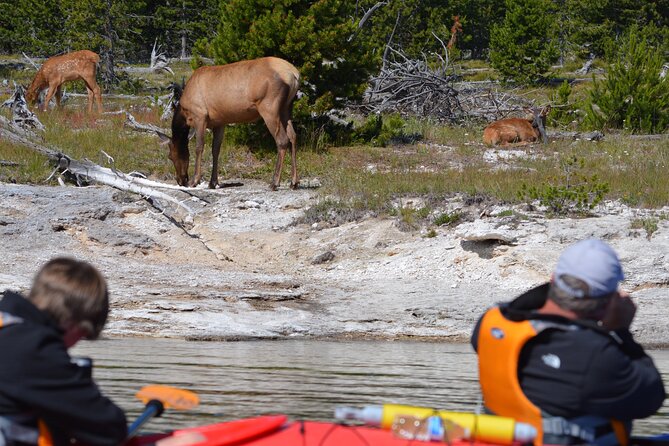 Lake Yellowstone Half Day Kayak Tours Past Geothermal Features - Weather Reality Check: Calm Glass vs Choppy Wind
