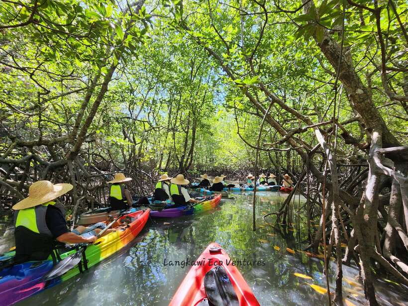 Langkawi : Kilim Mangrove Boat & Fun Kayak Tour with Lunch - Why the Kilim mangroves work so well on a short tour