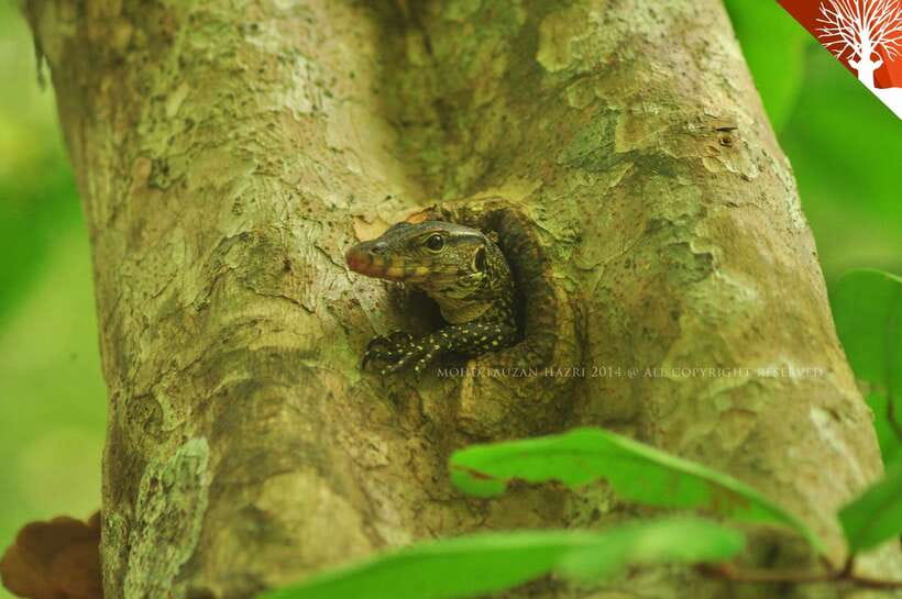 Langkawi: Kilim River Mangrove Safari Kayaking Tour - Key things you’ll notice right away