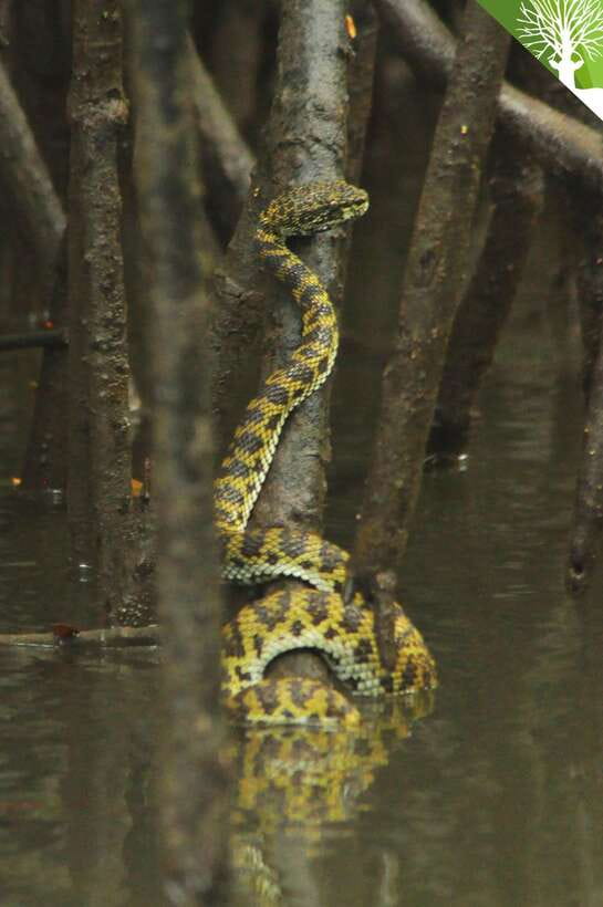 Langkawi: Kilim River Mangrove Safari Kayaking Tour - How tides decide whether you start at the coast or go upriver