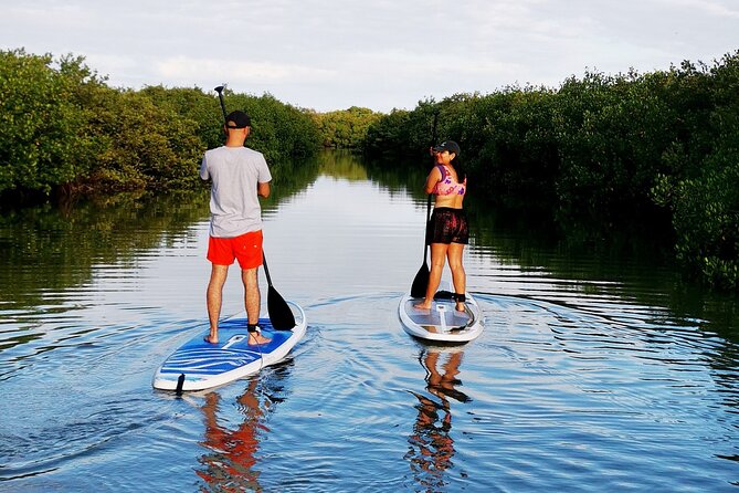 Learn Paddle Board and Explore the Mangroves of Progreso - Quick hits before you go