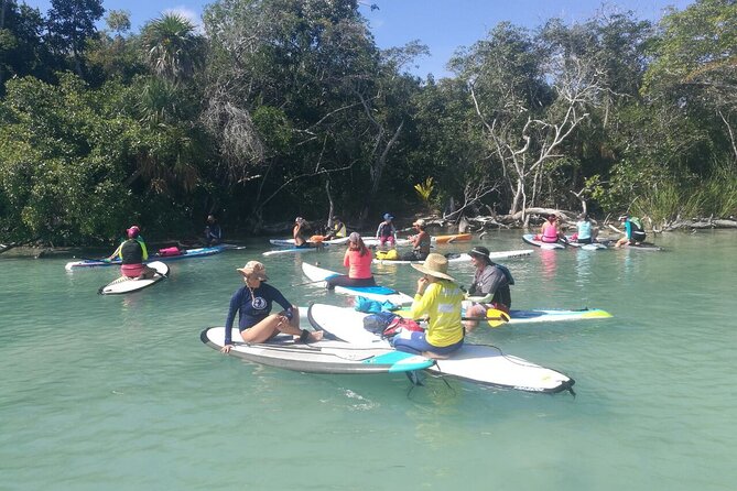 Learn Paddle Board and Explore the Mangroves of Progreso - The 2-Hour Flow: From First Paddle to Mangrove Exploration