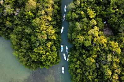 Learn Paddle Board and Explore the Mangroves of Progreso - Where You Meet at Marina Laguna MarCalle 18 (and How to Get There)