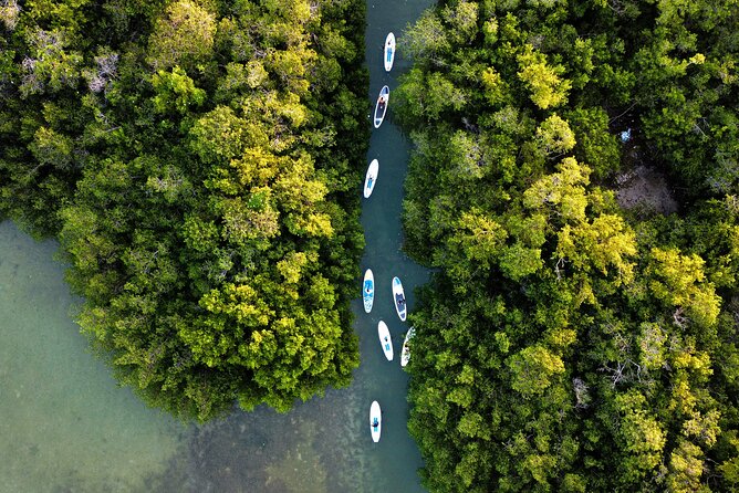 Learn Paddle Board and Explore the Mangroves of Progreso - Where You Meet at Marina Laguna MarCalle 18 (and How to Get There)