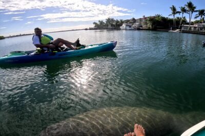 Lido Key Pedal Kayak Tour in Sarasota - Lido Key Wildlife Search and Sarasota Bay Home Views