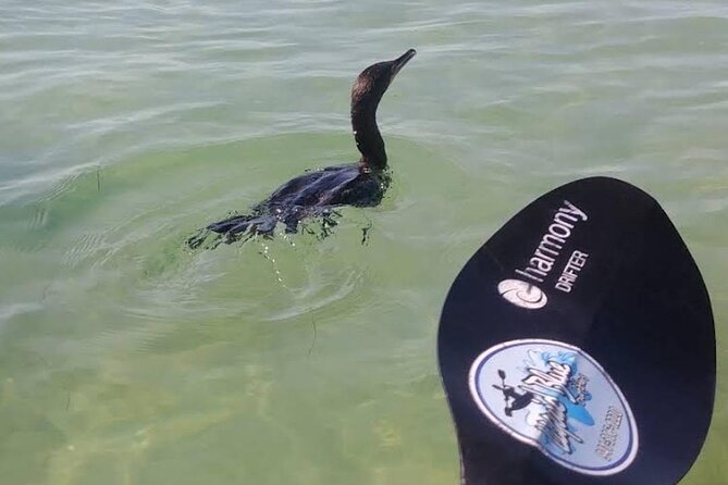 Lido Key Pedal Kayak Tour in Sarasota - Price and Value: Is $69 Worth It for Sarasota Bay?