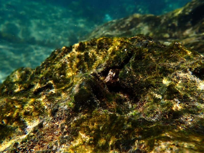 Lisbon: Kayaking & Snorkeling Tour with photos included - What’s included for $35: equipment, instructors, insurance, and photos