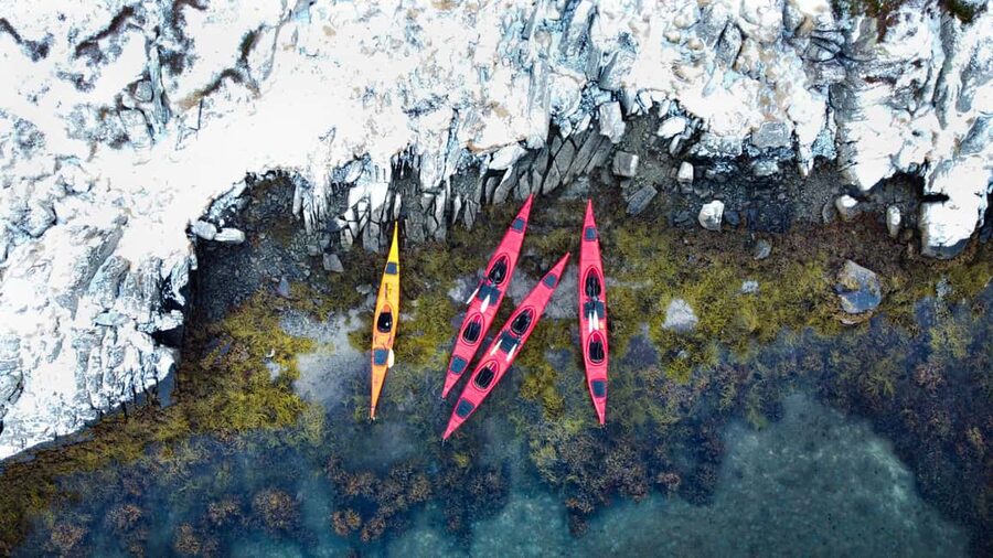 Lofoten: Half-Day Winter Kayak Adventure - Birds and marine life: learning while you float
