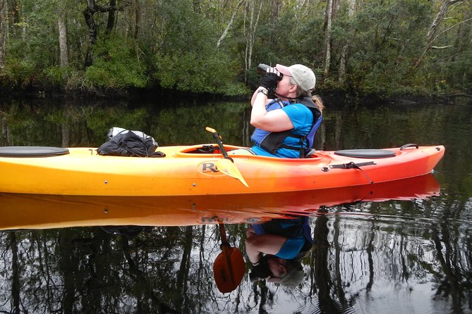 Lofton Creek Kayaking Trip with Professional Guide - Wildlife and Trees: Spotting Nature Without Needing a Field Guide