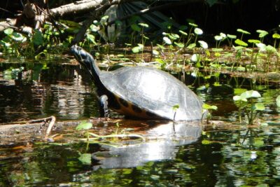 Lofton Creek Kayaking Trip with Professional Guide - Your Guided Route Through Lofton Creek: Scenic, Smooth, and Designed for Looking Around