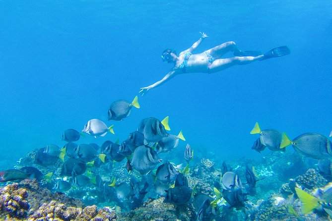 Los Cabos Power snorkel Adventure, Kayaking and Stand-Up Paddle - Quesadillas and salsas: snack fuel, not a full meal