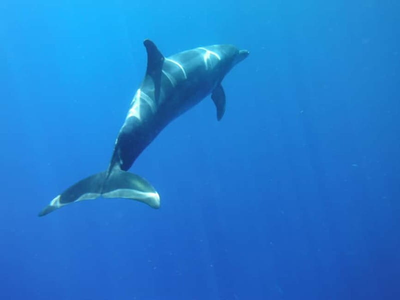 Los Cristianos: Kayak and Snorkel with Turtles and Photos - Sea cave time: why the snorkel stop feels different