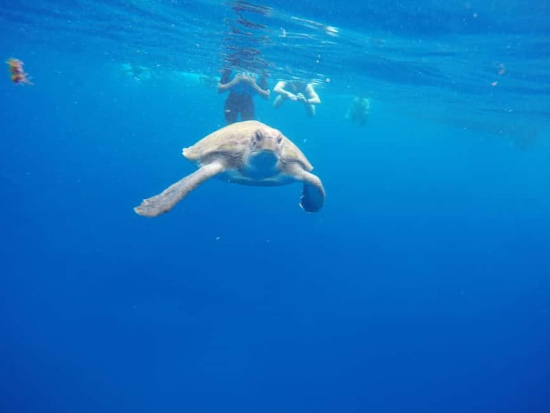 Los Cristianos: Kayak and Snorkel with Turtles and Photos - Who should book this kayak and snorkel tour?