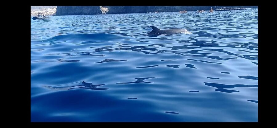 Los Cristianos: Kayak & Snorkel Tour with turtles and photos included - Key Things I’d Put on Your Radar