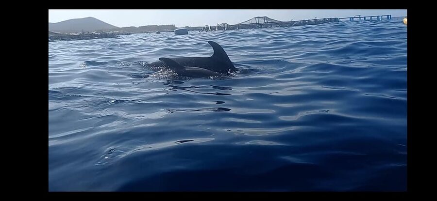 Los Cristianos: Kayak & Snorkel Tour with turtles and photos included - Los Cristianos Kayak and Snorkel: the real experience in plain English