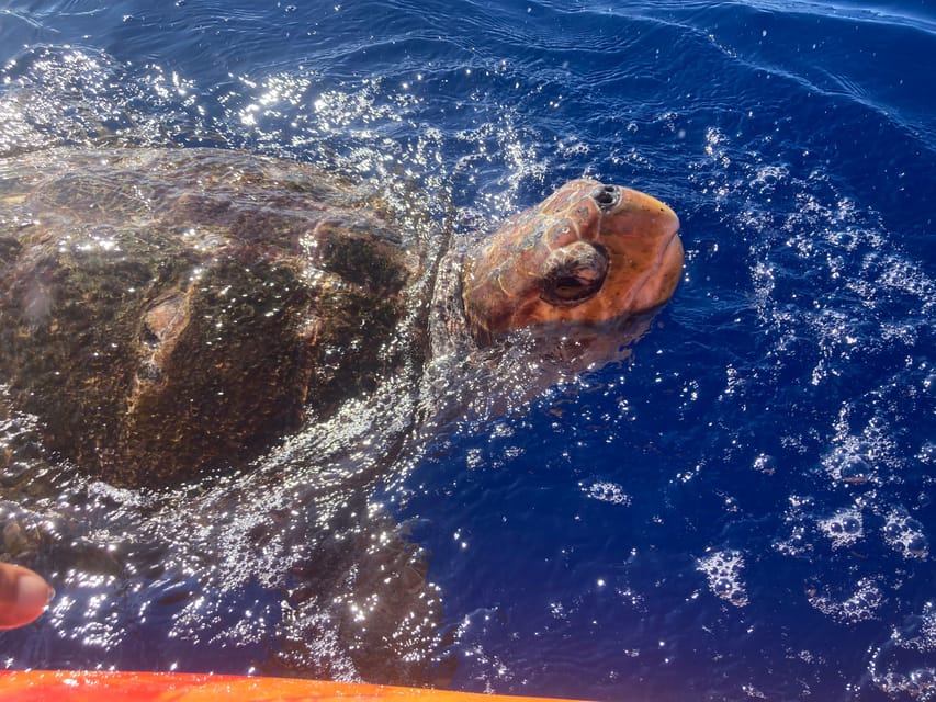 Los Cristianos: Kayak & Snorkel Tour with turtles and photos included - Price and value: why $31 adds up on this coast
