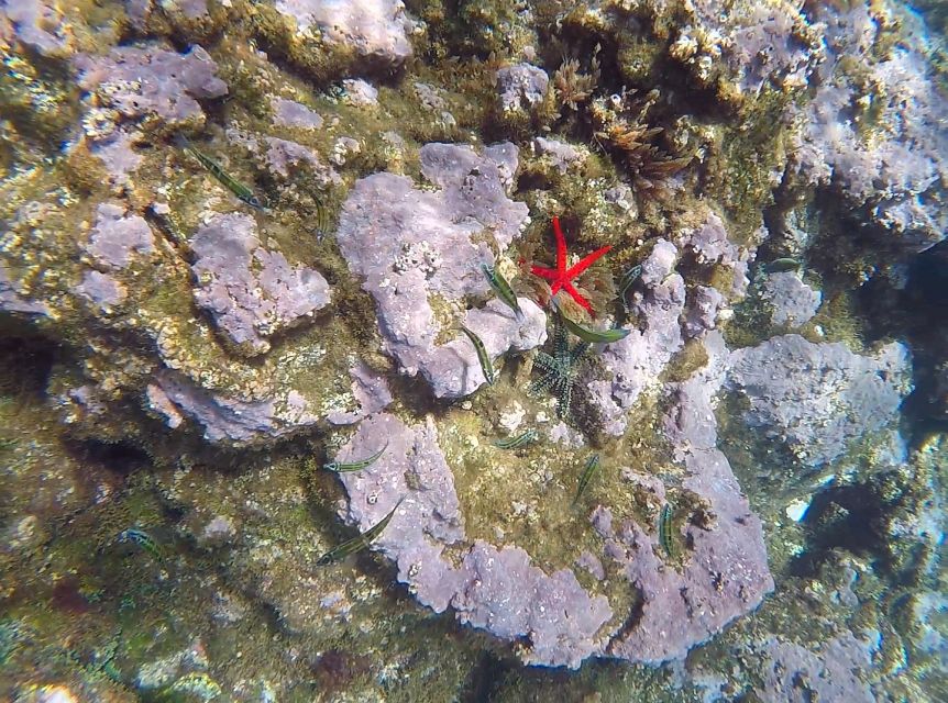 Madeira: Garajau Nature Reserve Kayak and Snorkel Tour - Pebble beach break: why the stop is more than a photo moment