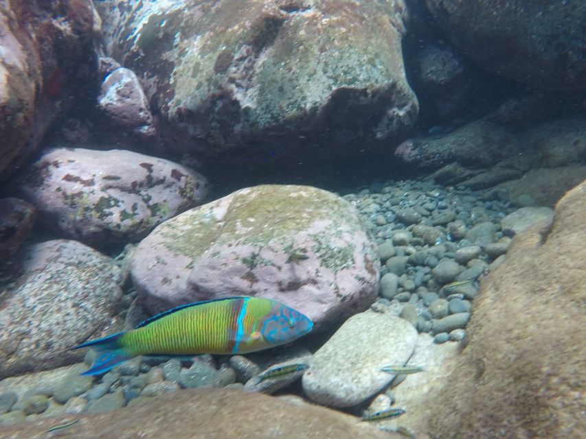 Madeira: Garajau Nature Reserve Kayak and Snorkel Tour - Jump spots at the snorkel location: fun, optional, and guided