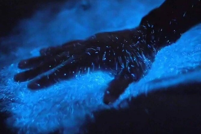Magic After Dark Bioluminescence Kayak Tour Orlando - Quick Take: What You’ll Remember