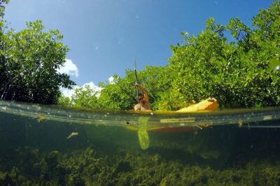 Magic Mangrove Paddle in Beef Island Lagoon - The Main Paddle Through Mangroves: Nursery Habitat and Easy Wildlife Watching