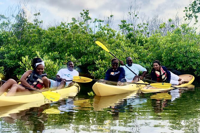 Magic Mangrove Paddle in Beef Island Lagoon - Wildlife Spotting Without Stress: What to Watch for (and How)