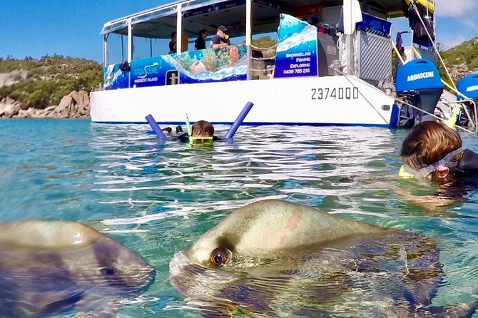 Magnetic Island Discovery Tour with Snorkeling & Paddle Boarding - Master Reef Guides: snorkel tuition that actually helps