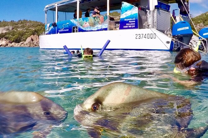 Magnetic Island Discovery Tour with Snorkeling & Paddle Boarding - Stand-up paddle boarding: included boards and calmer-water fun