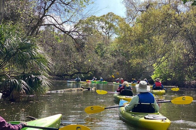 Manatee and Dolphin Kayak Tour - Kayak Comfort and “Easy” Paddling: Beginner-Friendly, But Not Totally Effortless