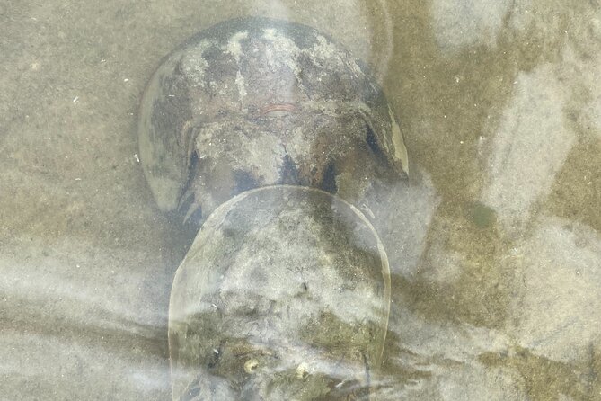 Manatee and Dolphin Kayak Tour - Who Should Book This Kayak Tour (and Who Might Want Another Plan)