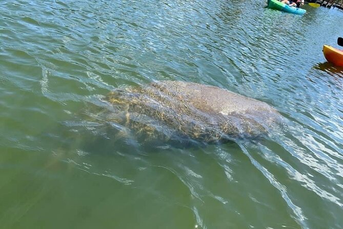 Manatee and Dolphin Kayak Tour - Meeting at 4800 Tom Warriner Blvd and Getting Ready Without the Stress