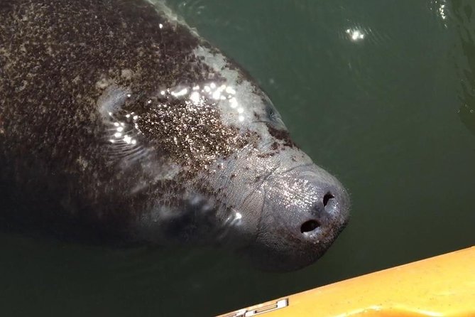 Manatee and Dolphin Kayaking Encounter - Key takeaways