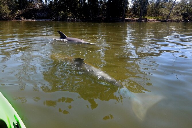 Manatee and Dolphin Kayaking Encounter - What to Bring for a Wet, Comfort-Focused Paddle